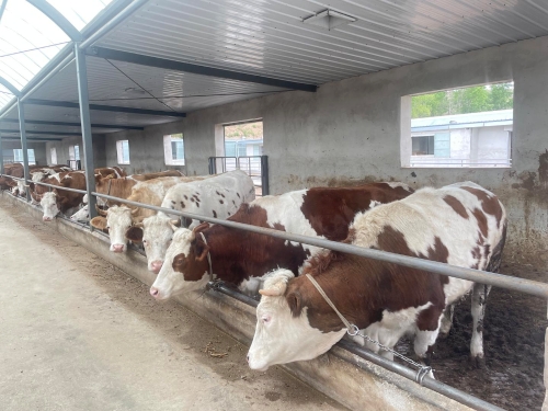 宝博体育- 宝博体育官网- 宝博体育APP下载 BaoBoSports国泰中证畜牧养殖ETF联接A